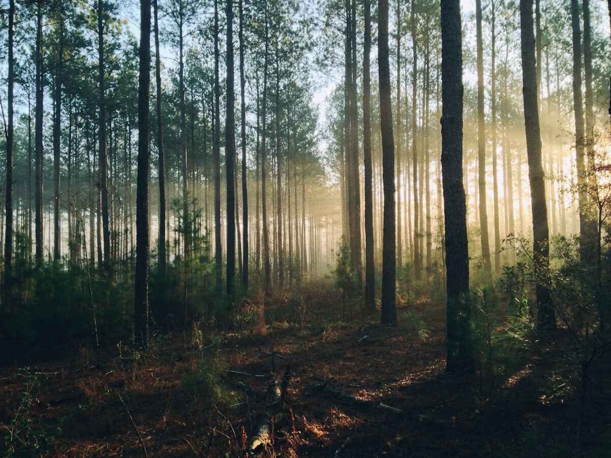 unsplash_image_2025-04-29T20-01-59.394Z.jpeg