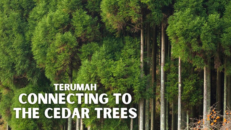 Terumah - Connecting to the Cedar Trees
