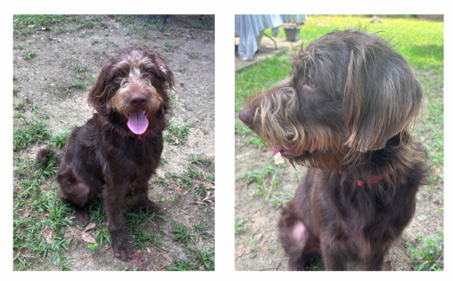 dog.png